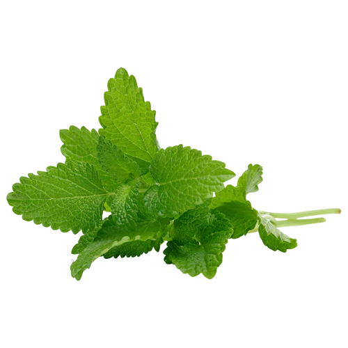 LEMON BALM