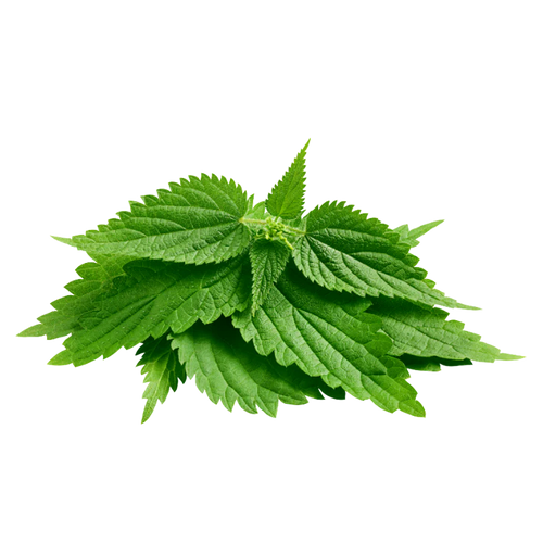 NETTLE