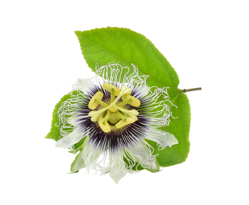 PASSIONFLOWER