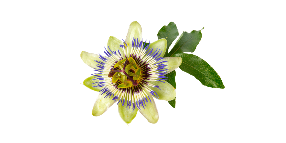 PASSIONFLOWER