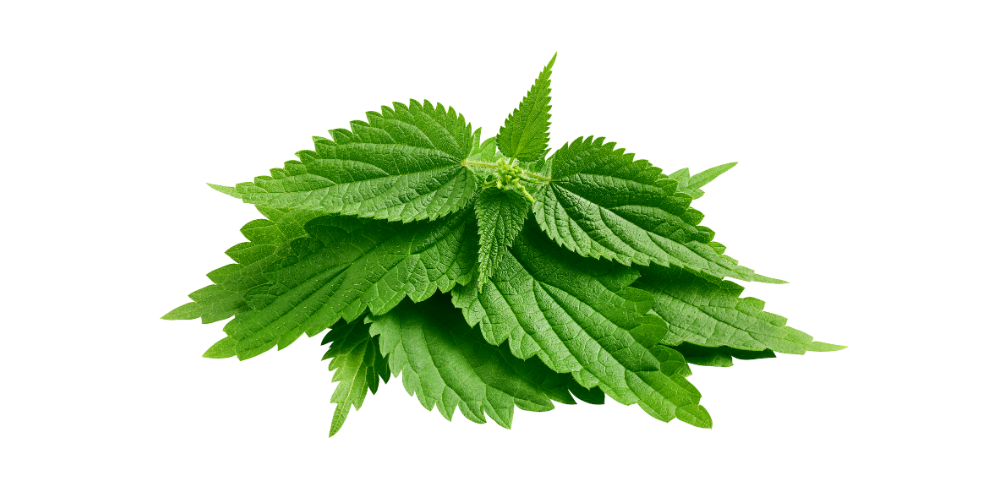 NETTLE